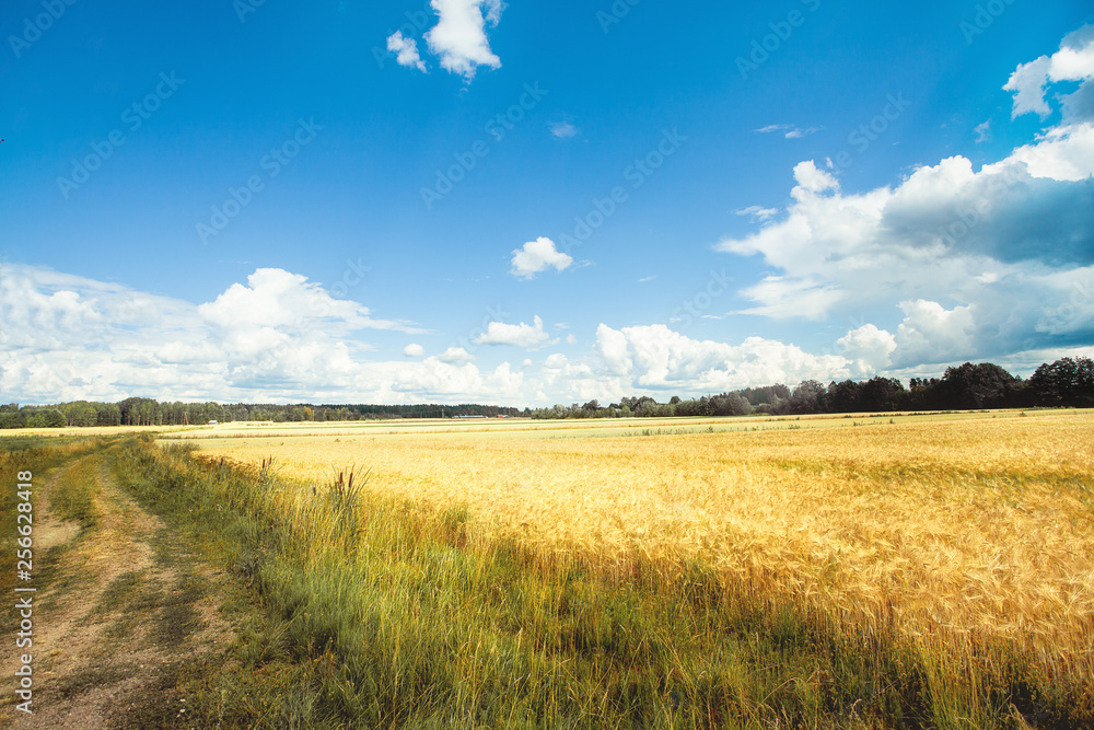 Road and Field with yellow wheat and blue sky
