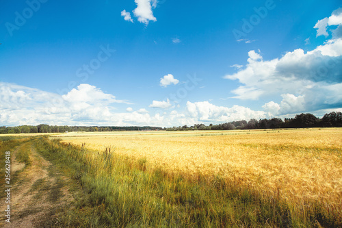 Road and Field with yellow wheat and blue sky