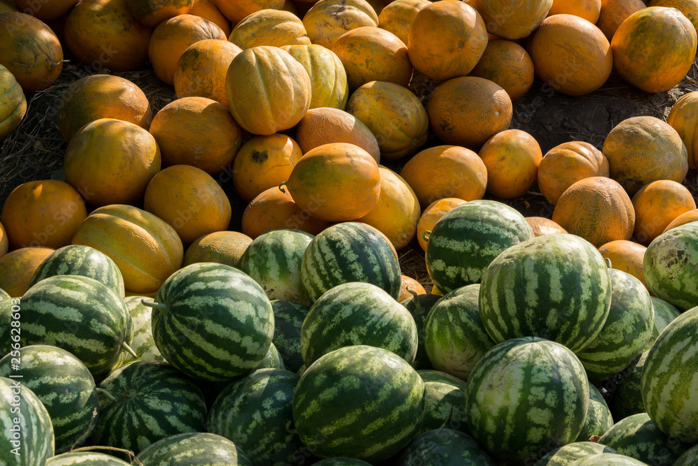 Sale of watermelon and melon. A bunch of whole watermelons and melons lie on the field. Agricultura Ukraine.