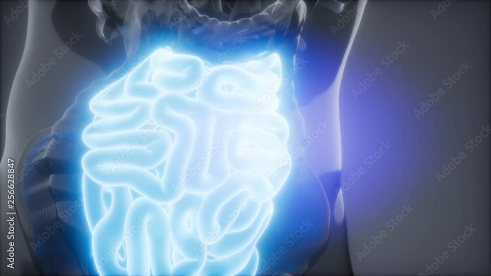 science anatomy scan of human small intestine glowing science anatomy scan of human small intestine glowing