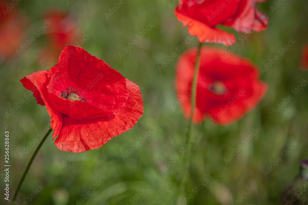 Red poppies on a background of green meadows Red poppies on a background of green meadows