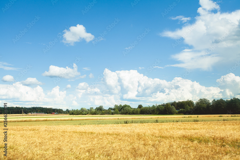 Field with yellow wheat and blue sky with clouds