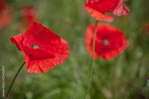 Red poppies on a background of green meadows