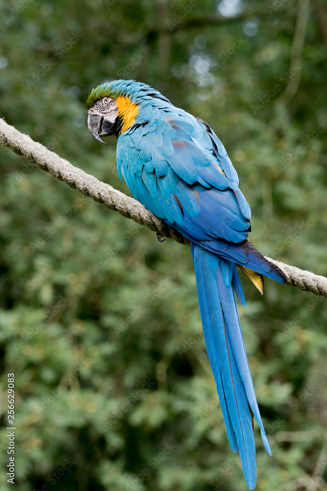 Obraz premium Ara bleu