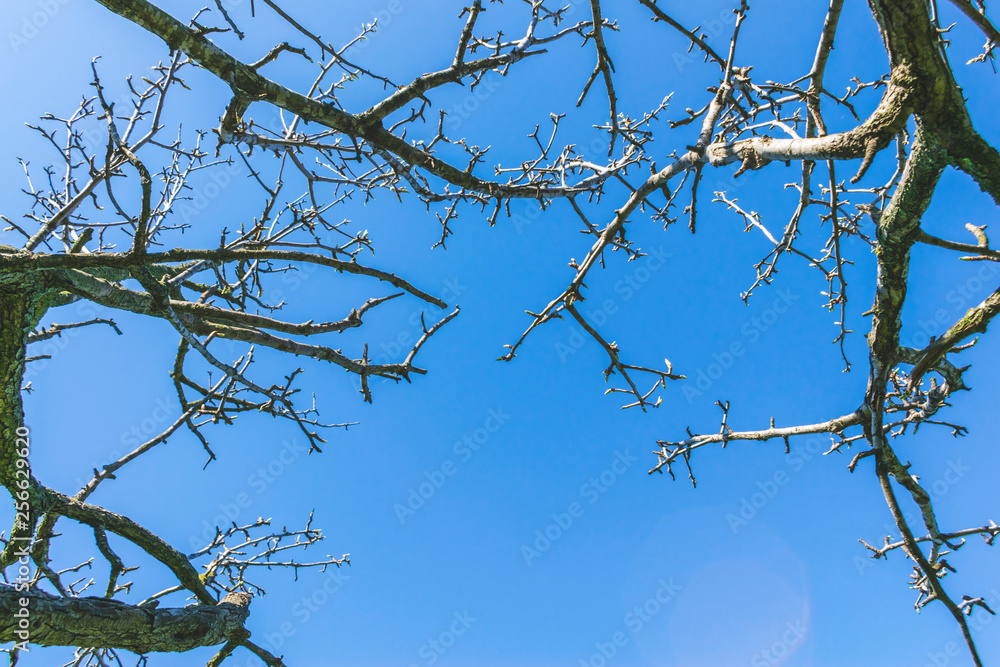 Obraz premium Big old tree close up and sky