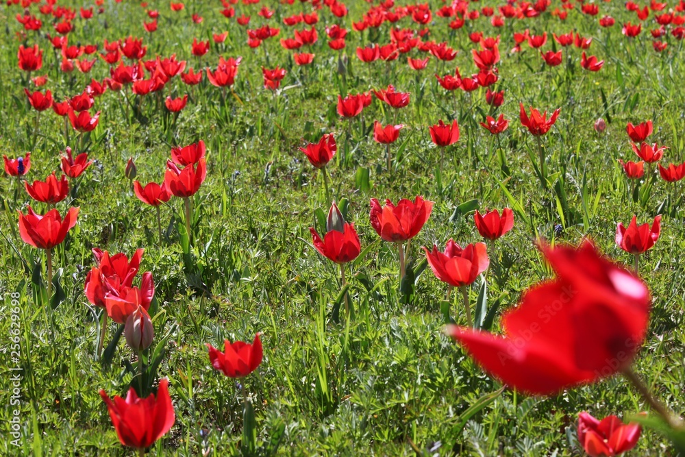 Naklejka premium close up of red poppy flowers in a field .oltu/erzurum/turkey