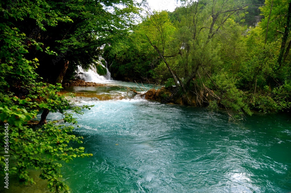 river in forest river in forest