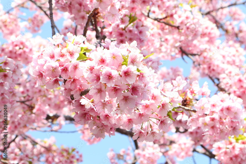 満開桜の花