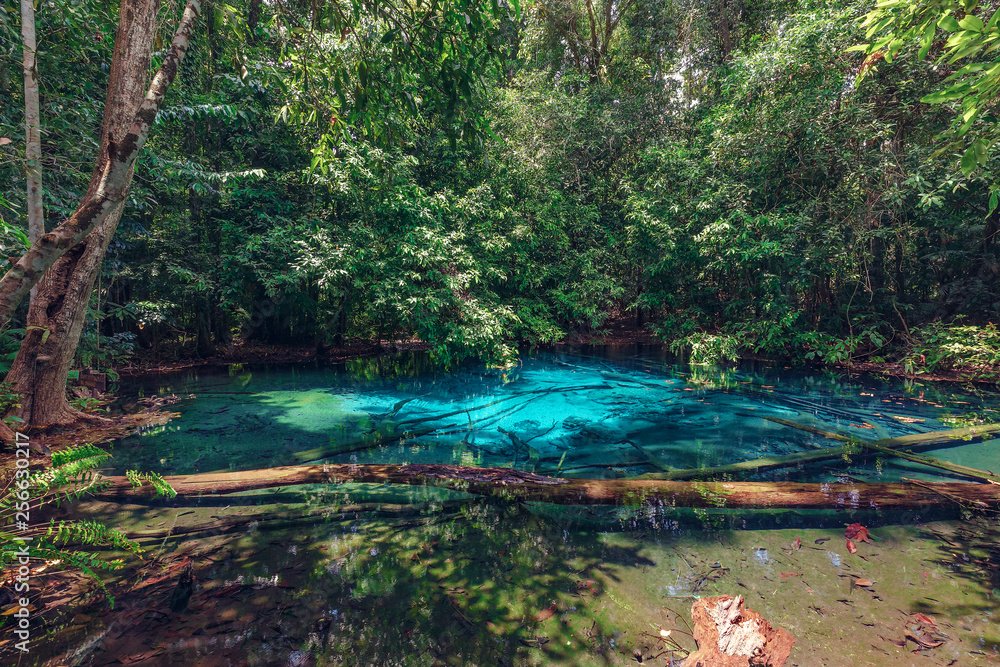 Obraz premium Lake in Forest