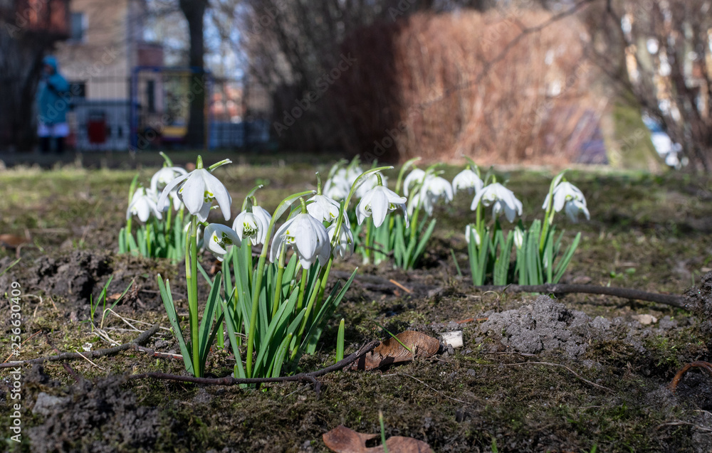 Fototapeta premium Little spring white flowers snowdrops
