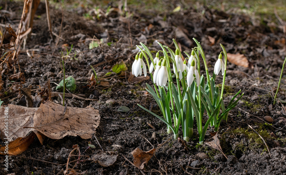 Little spring white flowers snowdrops Little spring white flowers snowdrops
