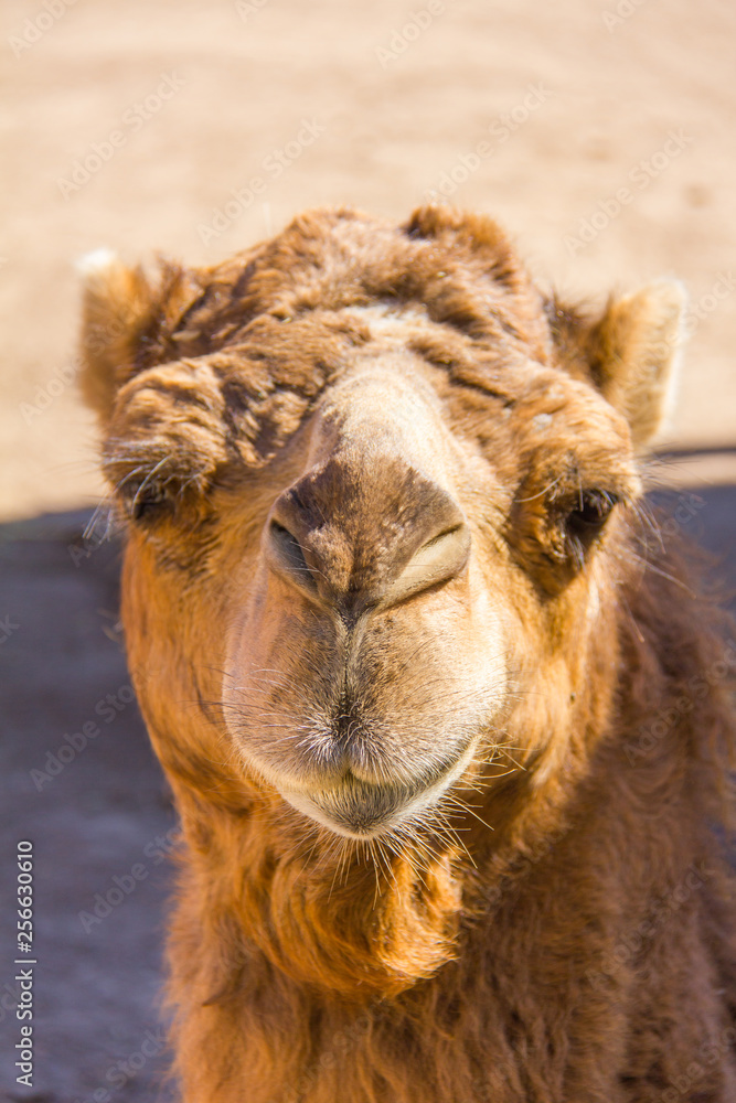 Obraz premium Front portrait of a brown dromedary, Camelus dromedarius