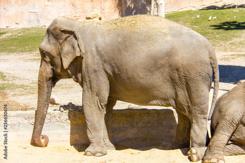 Fototapeta premium A big asian elephant standing on the ground in a meadow