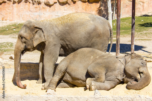 Two asian elephants in a farm  one is sleeping in the ground  the other is standing