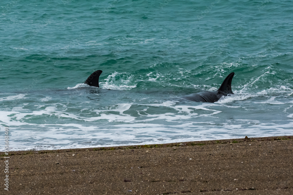 Fototapeta premium Orcas family, hunting in Patagonia, Peninsula Valdes