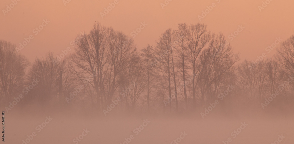 Morgendliche Stille am See mit Bäumen Morgendliche Stille am See mit Bäumen