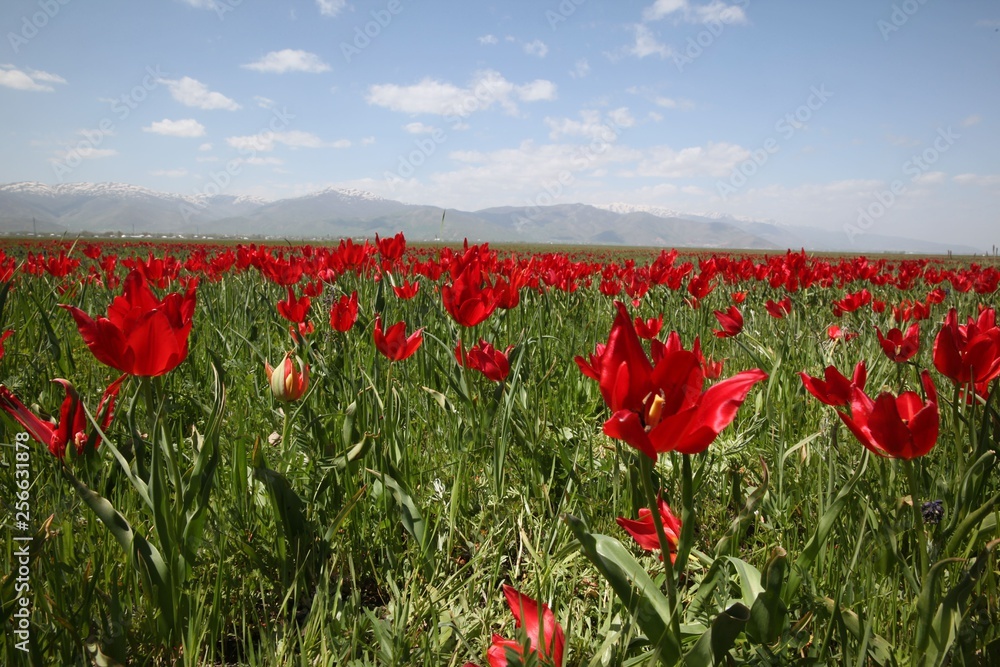 Fototapeta premium close up of red poppy flowers in a field .oltu/erzurum/turkey