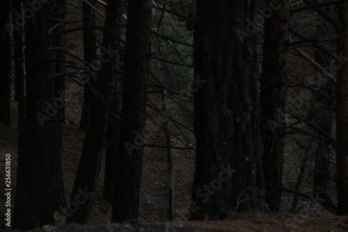 Pine for Cash #2