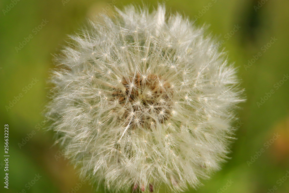Beautiful Dandelion, white soft flower, German countryside