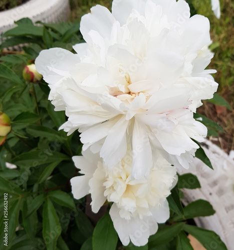 Flowers in garden.