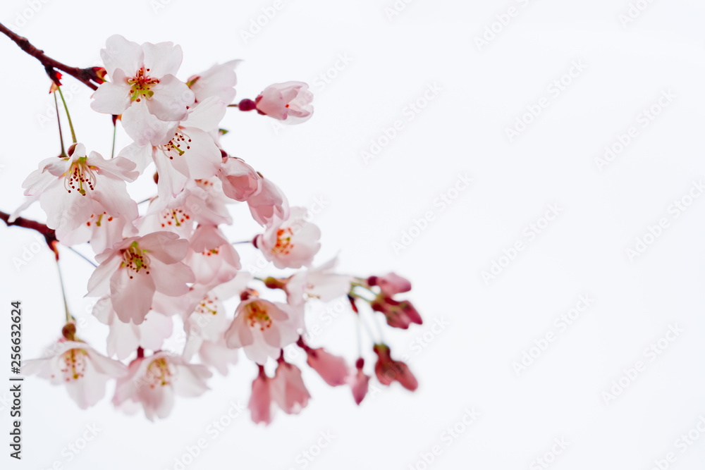 Fototapeta premium 花物語（桜）背景白