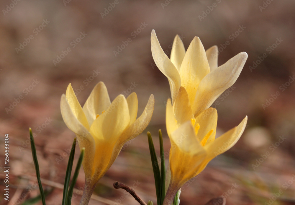 Fototapeta premium yellow crocus blooming in spring