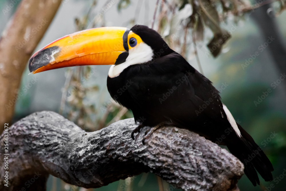Fototapeta premium A beautiful and funny tropical toucan bird with a huge yellow-orange beak and black plumage sits on a branch