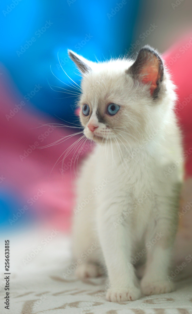 portrait of cute fluffy kitten