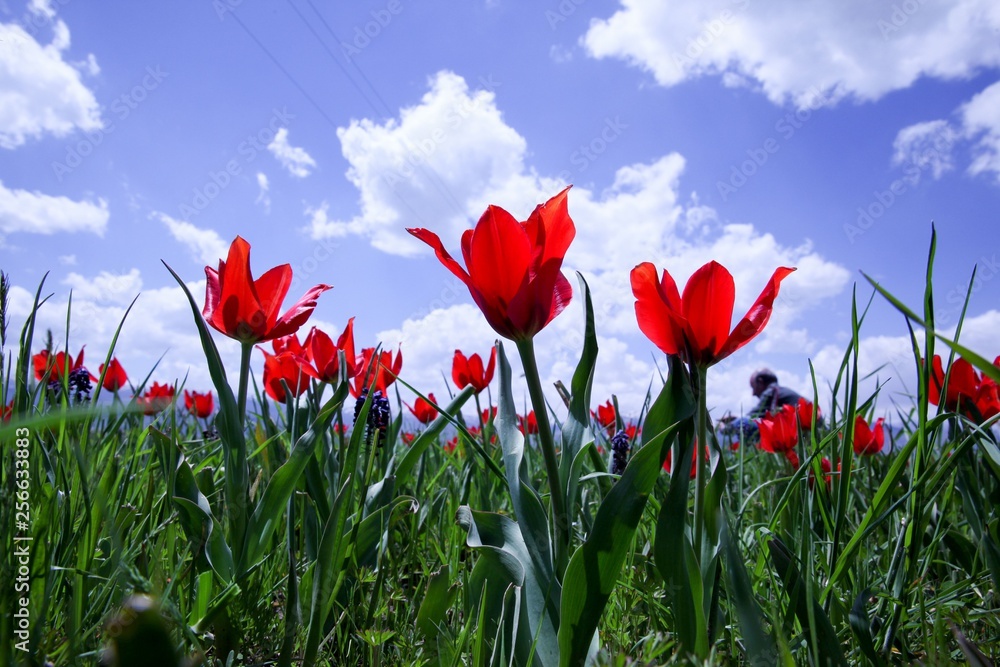 Field of poppies close up.oltu/erzurum/turkey Field of poppies close up.oltu/erzurum/turkey