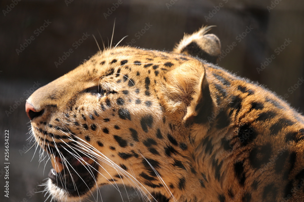 Obraz premium Amur leopard