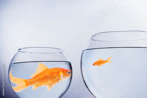 Large and small goldfish face to face photo