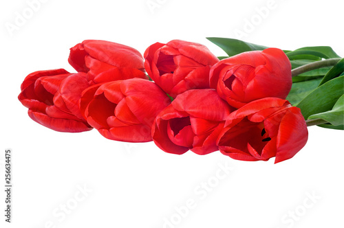 Red spring tulips isolated on white background