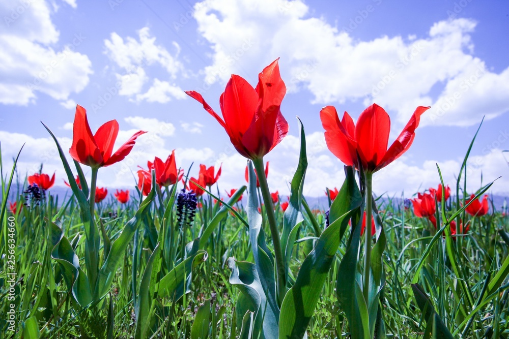Field of poppies close up.oltu/erzurum/turkey Field of poppies close up.oltu/erzurum/turkey
