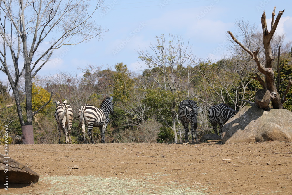 Fototapeta premium zebra