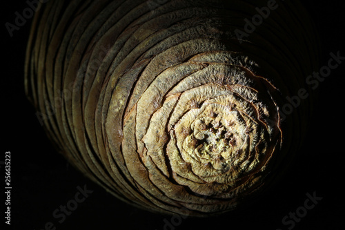 spruce cone on black background