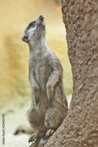 Watchful meerkat , an animal on a rock on a sandy background, meerkat Timon