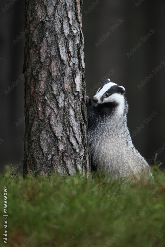 Naklejka premium European badger standing at pine tree