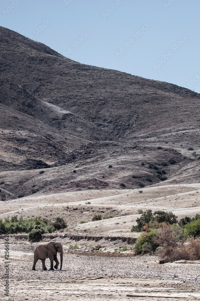 Fototapeta premium Desert Elephant