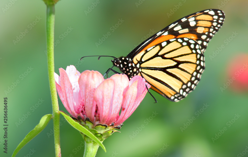 Close up shot of Butterfly on the flower Close up shot of Butterfly on the flower