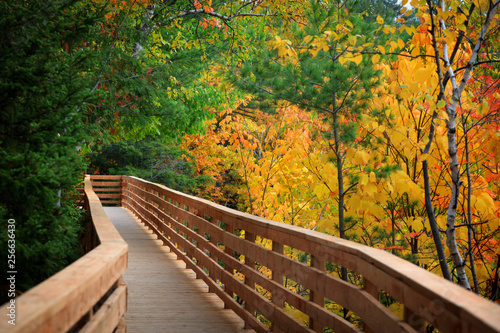 Board walk through autumn trees