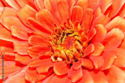 Extreme close up shot of Zinnia flower