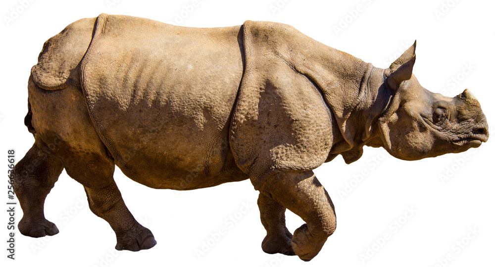 Fototapeta premium A great indian horned rhino (rhinoceros unicornis) isolated on white background