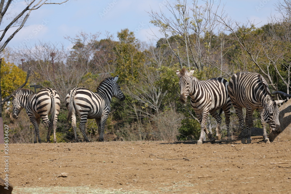 Obraz premium zebra