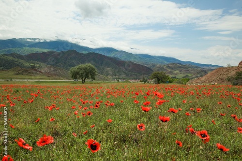 Field of poppies close up.oltu/erzurum/turkey