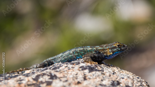 Western fence lizard (Sceloporus occidentalis) © Aurélien Baudoin