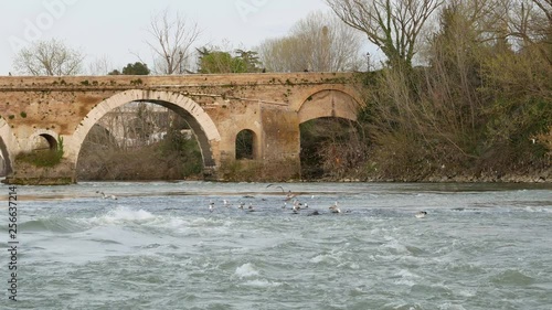 Rome Tiber River at ancient bridge Milvio. Seagulls rest on the river