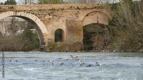 Rome Tiber River at ancient bridge Milvio. Seagulls rest on the river