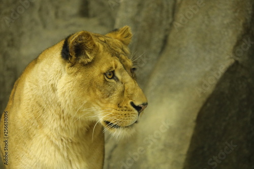 lion female