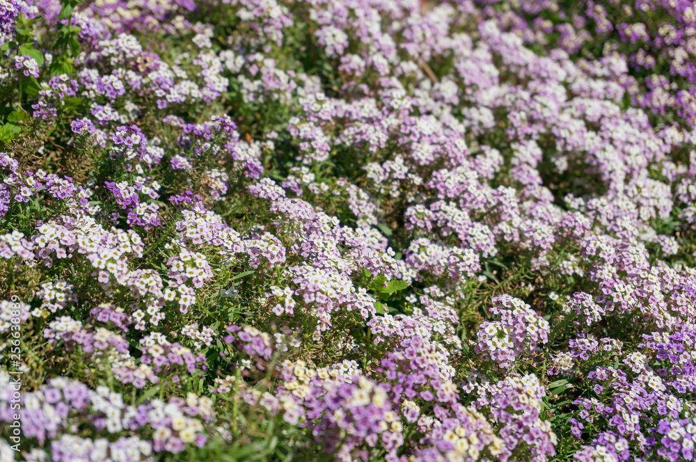 Sweet allysum flowers close up, floral background Sweet allysum flowers close up, floral background