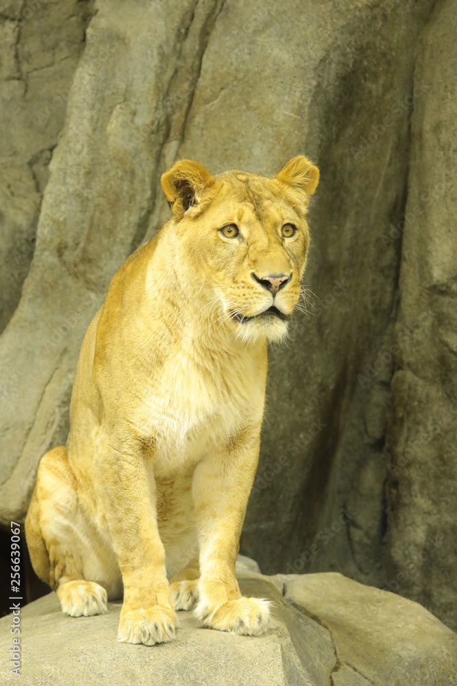 Obraz premium lion female